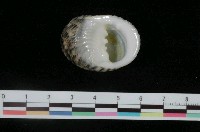 藏品(粗紋蜑螺)的圖片